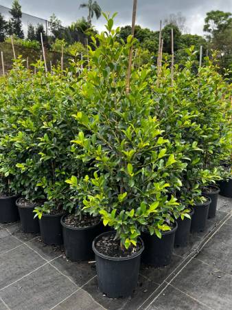 The Ultimate Guide to Growing and Caring for Lilly Pilly Trees